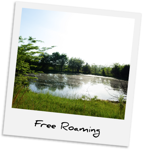Free Roaming